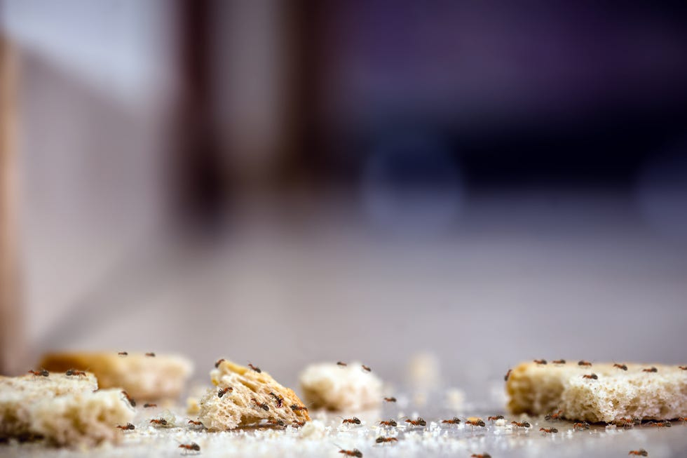 line of ants inside the house, on bread crumbs lying on the floor. bran debris, dirt, insect pest problems inside the apartment