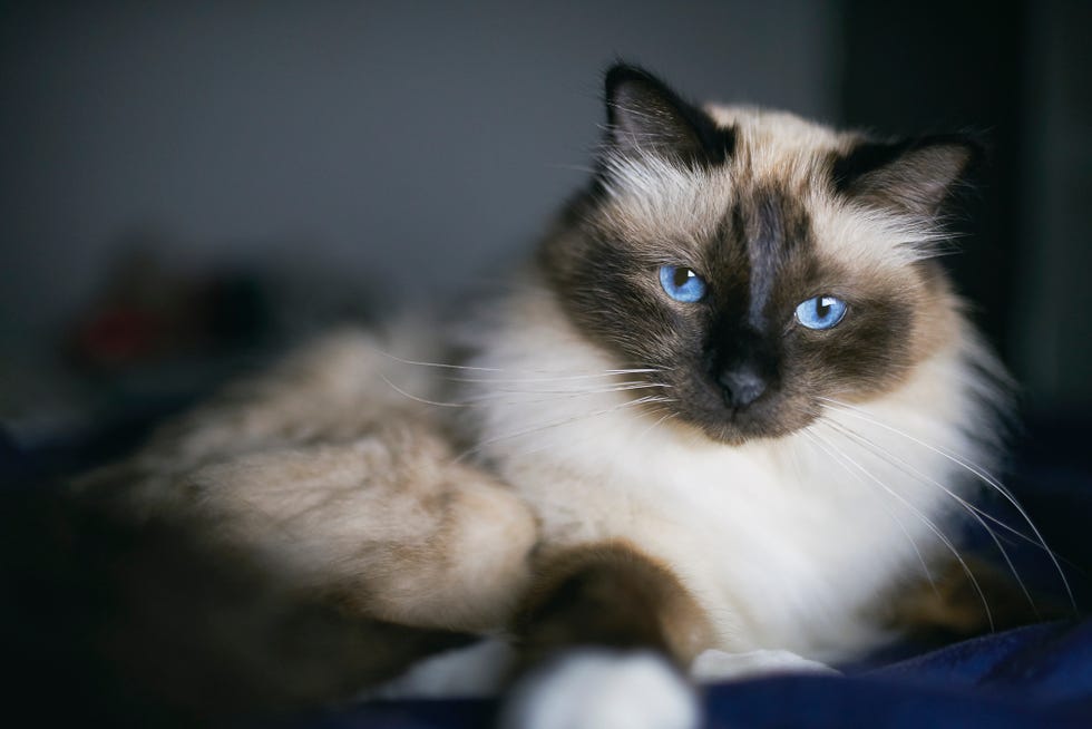 gato marrón tumbado