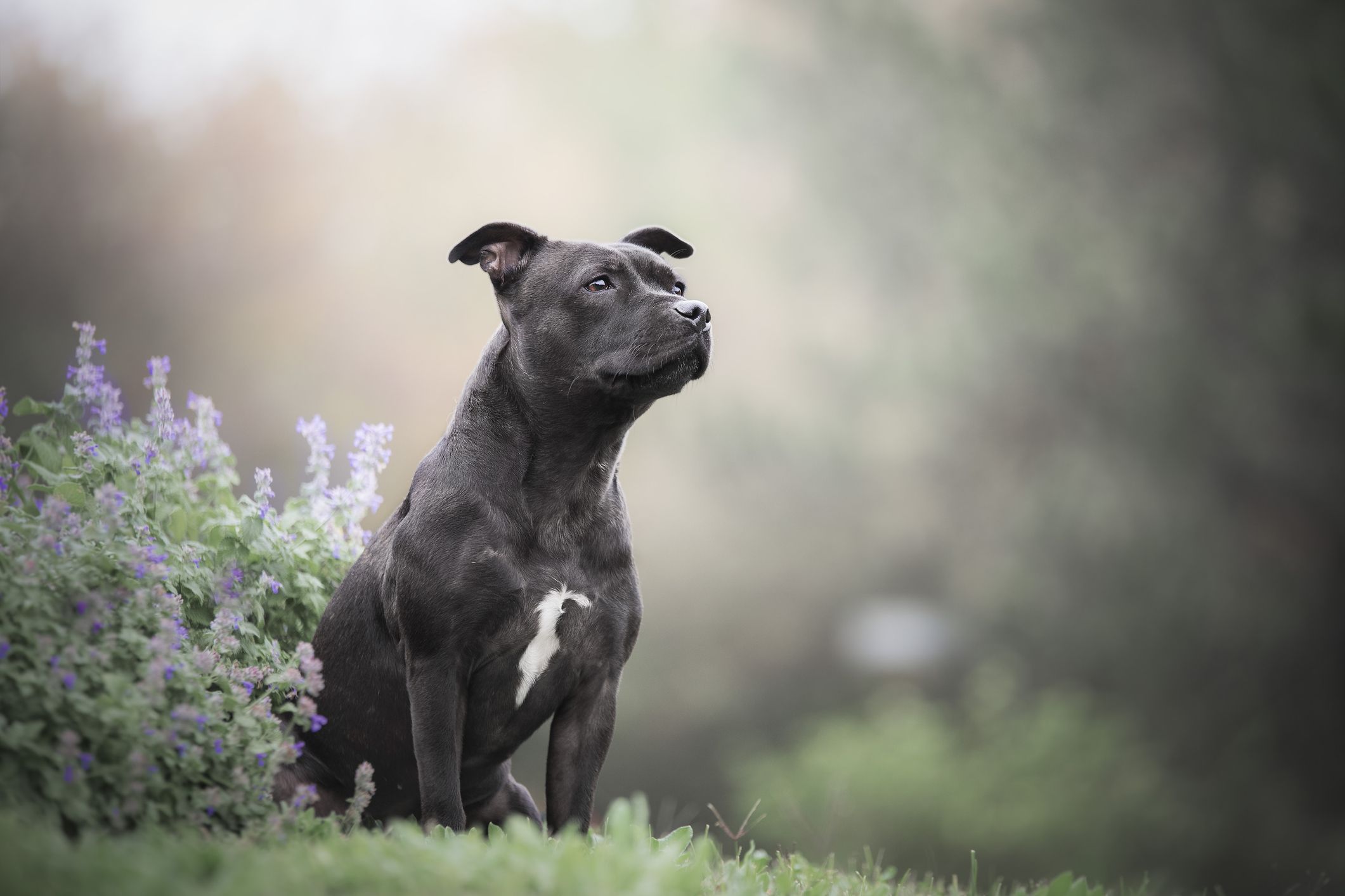 son los staffordshire bull terriers inteligentes