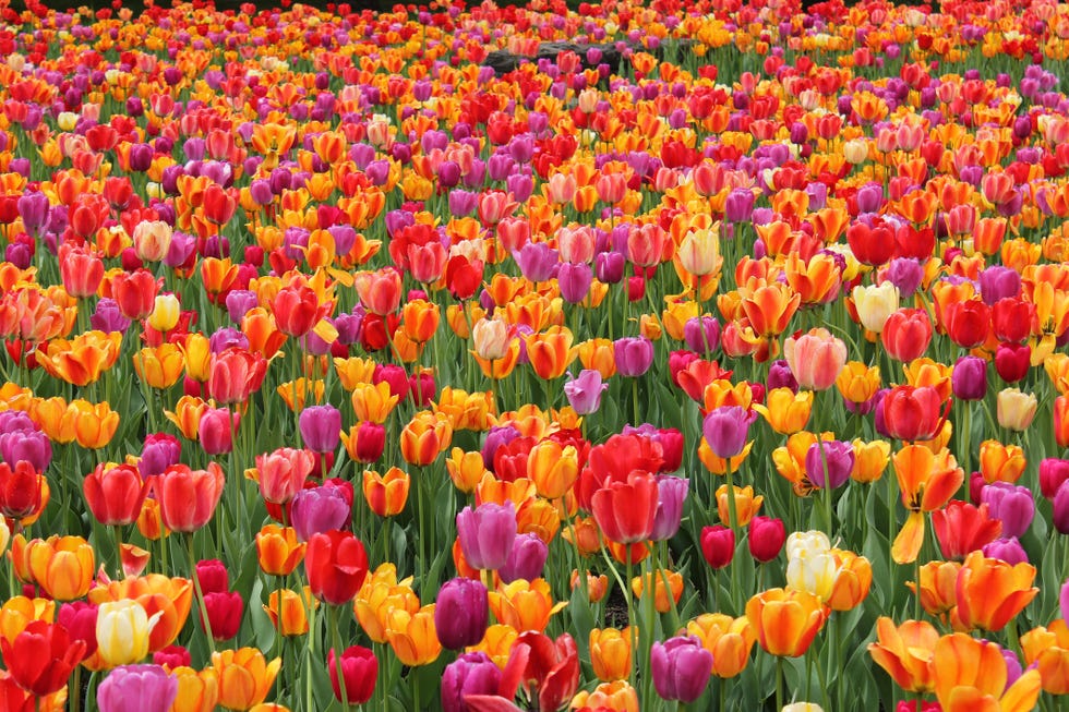 king coronation flowers