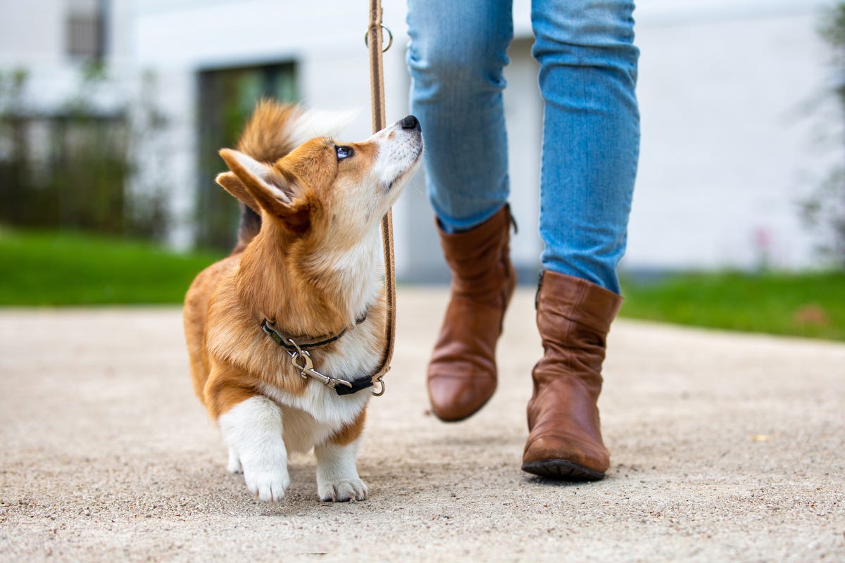 por qué son malas las correas retráctiles para perros