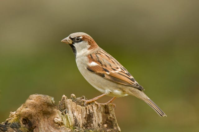 25 British Birds You Can Find In Your Garden This Spring