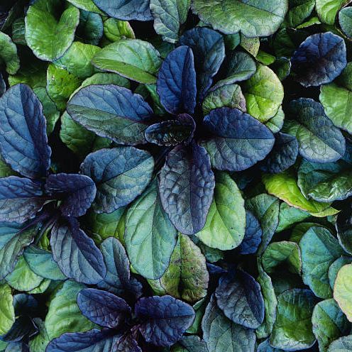 The best ground cover Ajuga