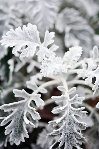 closeup of silver dusty miller plant