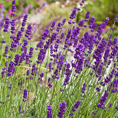 23 Best Summer Flowers for Your Garden - Pretty Summer Blooming Plants