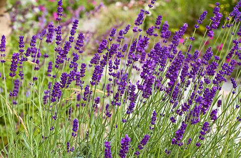 summer flowers lavender