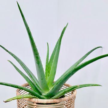 aloe house plant in wicker stand with white background