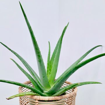 aloe house plant in wicker stand with white background