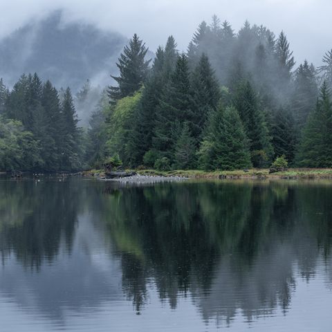 foggy conditions by the river in port renfrew on the west coast of vancouver island