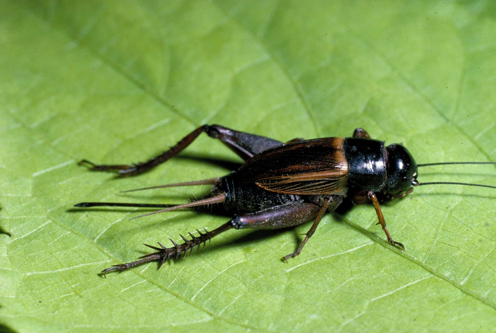 Field Cricket (Gryllus Pennsylvanicus).