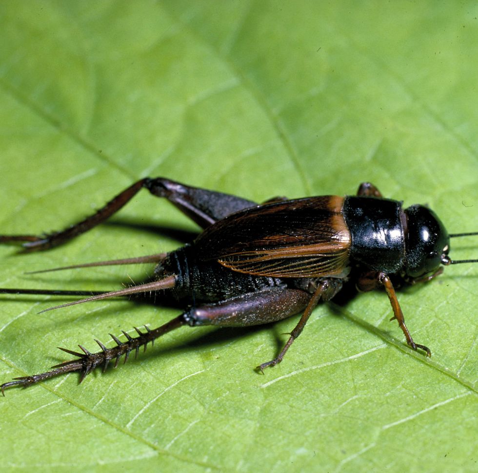 Field Cricket (Gryllus Pennsylvanicus).