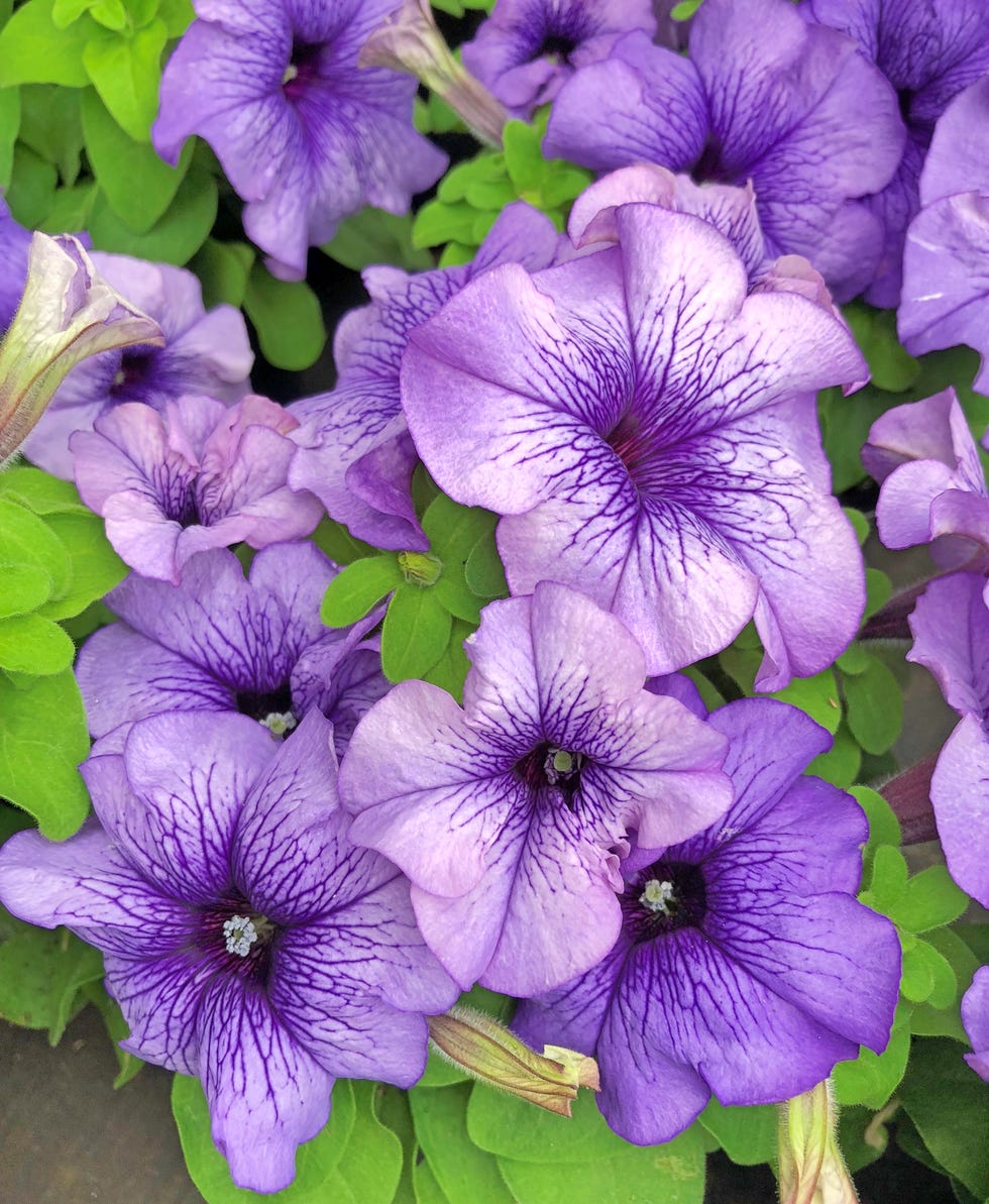 Purple-blue Petunia Millionbell flowers with bright green leaves