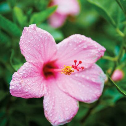 pink hibiscus flower on plant