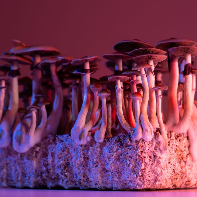 cultivation of hallucinogenic mushrooms psilocybe cubensis cultivation