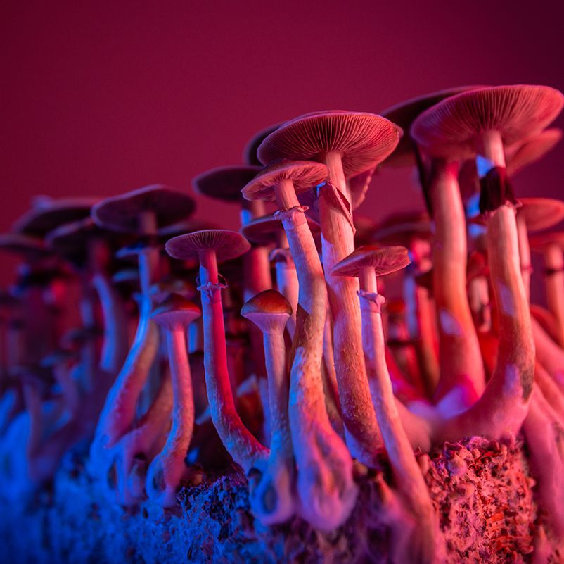legalize psilocybin hallucinogenic mushrooms psilocybe cubensis