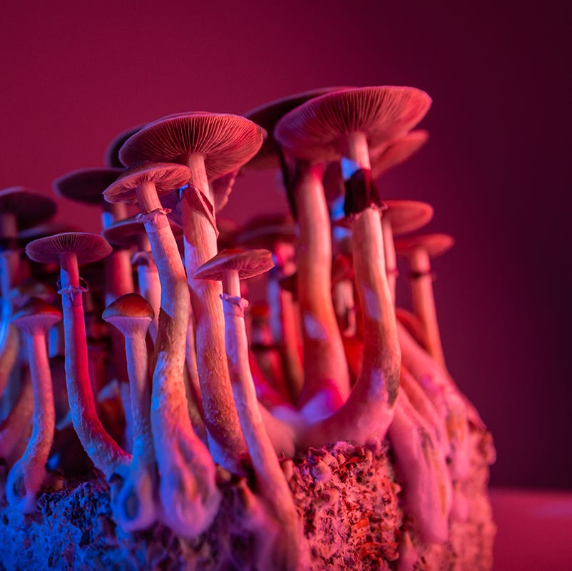 legalizzare i funghi allucinogeni psilocibina psilocybe cubensis
