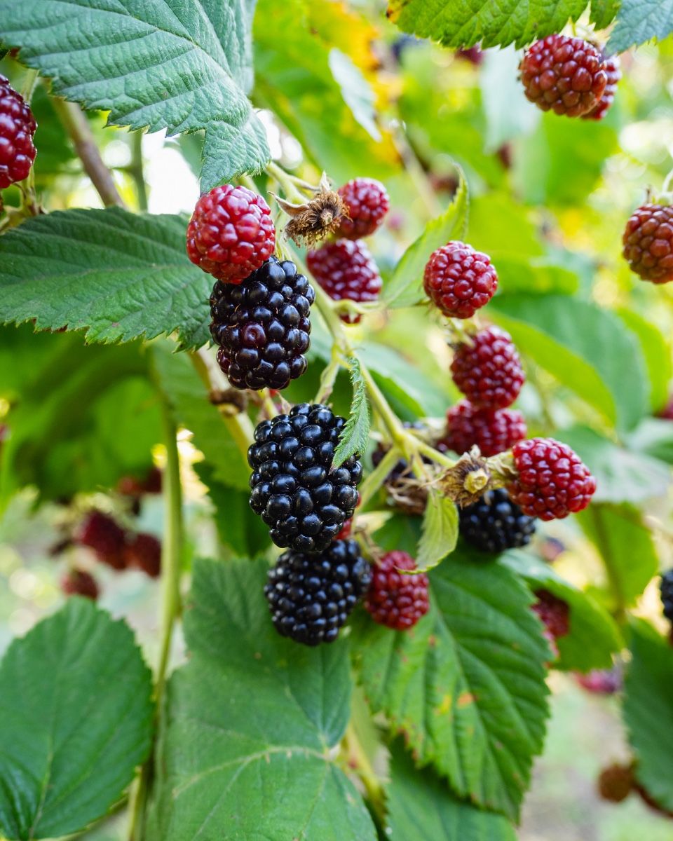 10 Best Berries to Grow in Your Garden - Types of Berries to Grow