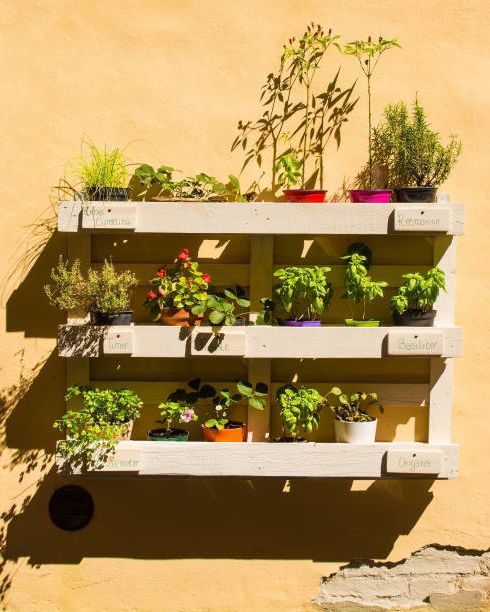 a collection of herbs and other plants displayed on a painted wooden pallet on a wall outside a house in the historic medieval village of buonconvento in siena province, tuscany, italy