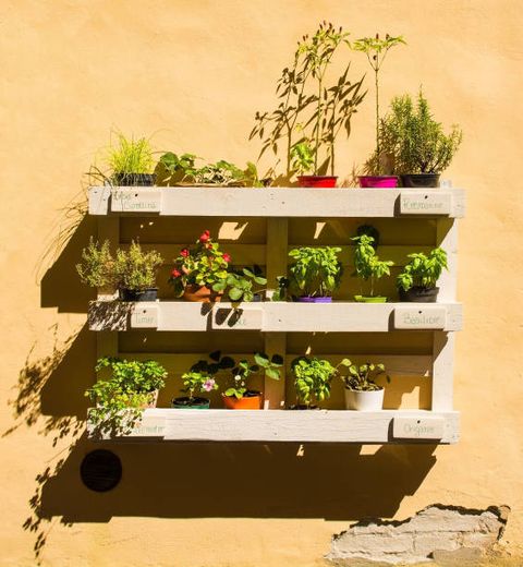 a collection of herbs and other plants displayed on a painted wooden pallet on a wall outside a house in the historic medieval village of buonconvento in siena province, tuscany, italy
