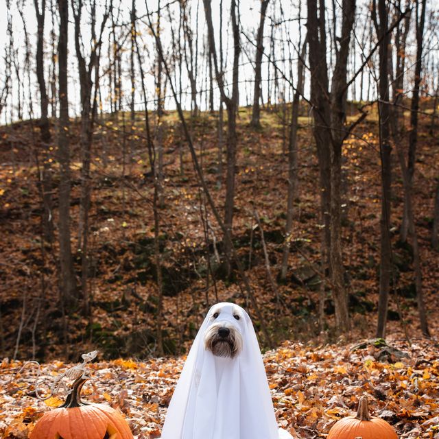 Costumes That'll Help Your Pet Win Halloween