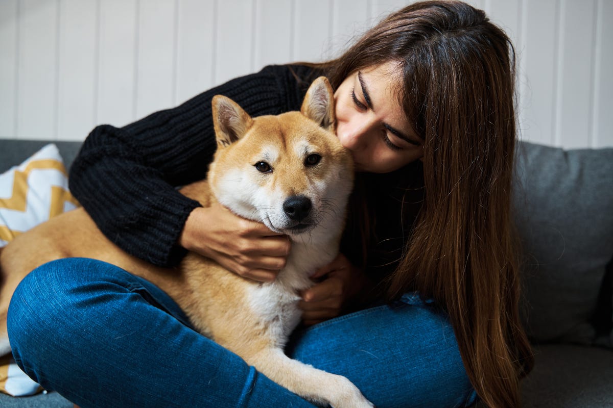 cual es la raza de perro mas hermosa