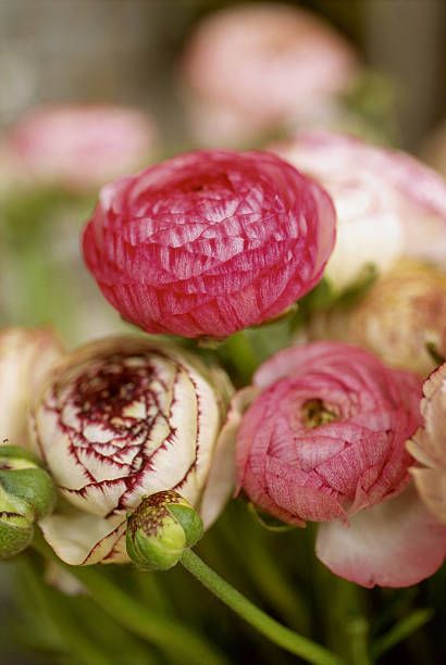 flower, persian buttercup, pink, plant, flowering plant, botany, petal, herbaceous plant, bud, plant stem,