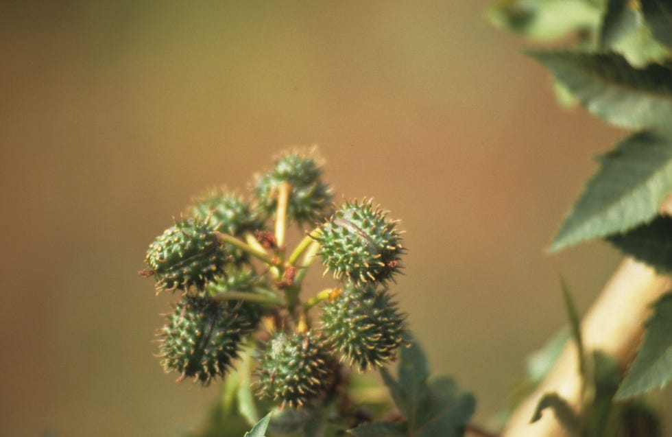 Thorns, spines, and prickles, Plant, Leaf, Flower, Botany, Branch, Organism, Tree, Photography, Pine family, 