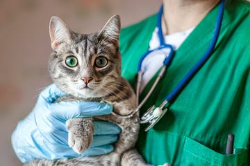 cropped image of male doctor veterinarian with stethoscope is holding cute grey cat on hands at vet clinic