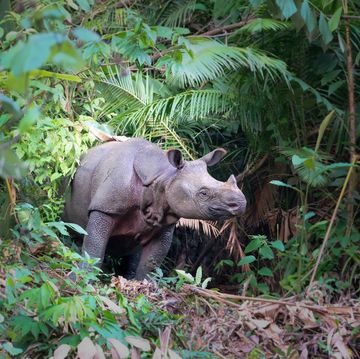 critically endangered, wild javan rhino in java, indonesia standing in forest clearing a rare moment when the species can be seen in the open