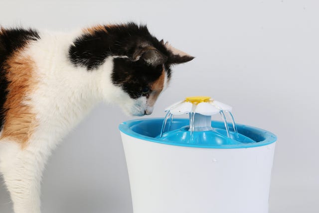 Pet water fountains vs bowls: The ultimate guide to pet hydration