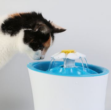 tricolored cat drinks fresh water from an electric drinking fountain