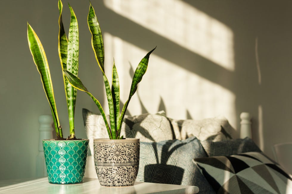 cozy home interior decor, sansevieria snake plant in ceramic pots on a white table on the background of a bed with decorative pillows, modern design on a sunny day