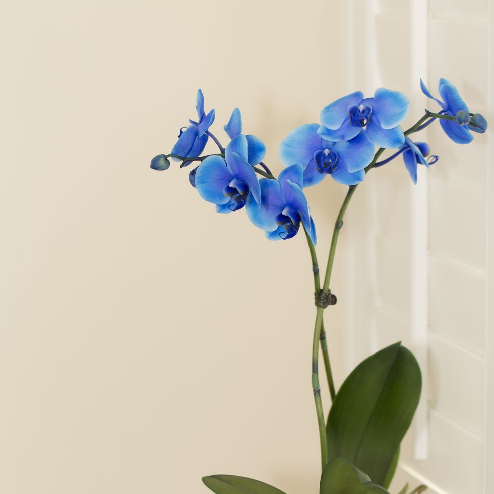 still life display of blue and purple orchids in blue vase set upon window ledge in bedroom