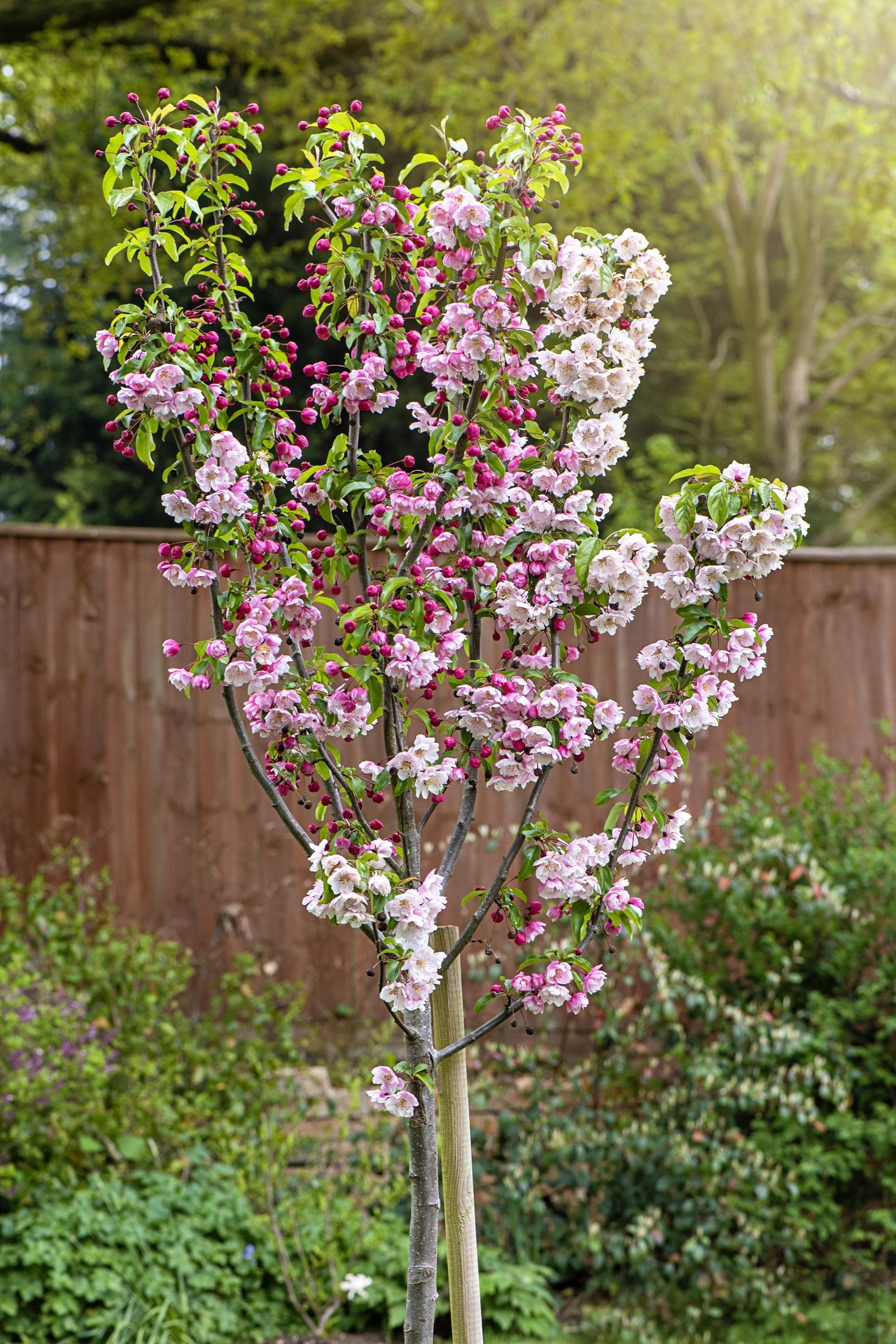 dwarf trees zone 5