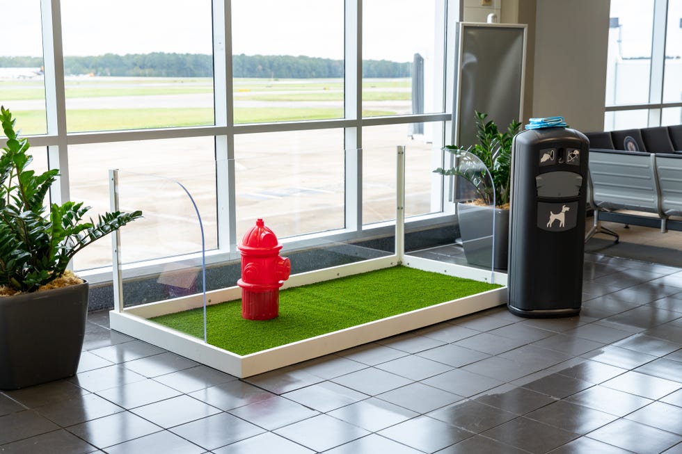 pet relief area for people traveling with dogs and services animals