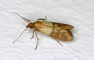how to get rid of pantry moths