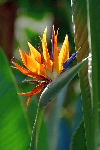 the common names of strelitzia reginae include crane flower and bird of paradise it got such names for its exotic flowers that look like the head of a crane