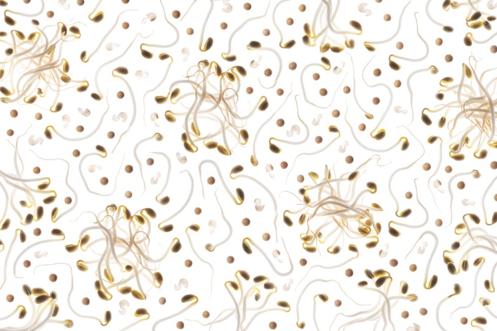soybean sprouts on white background back lit pattern full frame studio shot