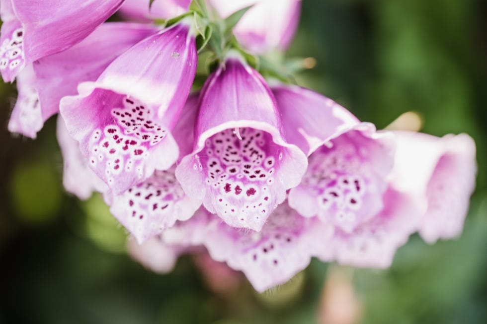 purple foxglove flower field