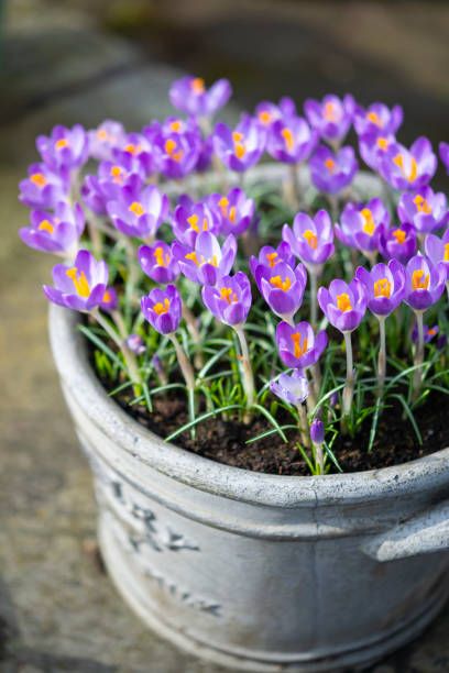 gorgeous species of crocus flowering in late february here growing in a clay pot so the flowers can be enjoyed up close