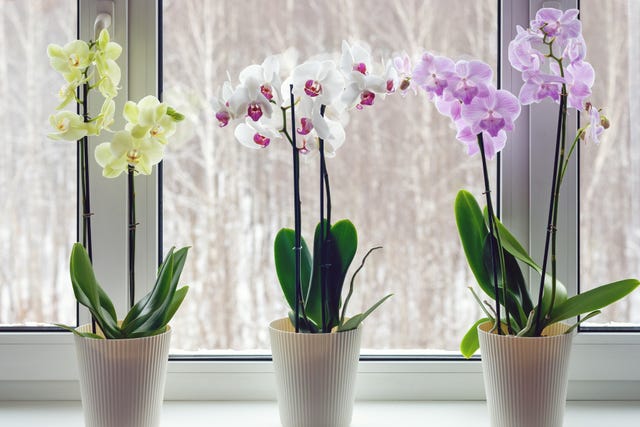 moth orchids on windowsill home decoration with live potted flowering plants