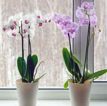 Moth orchids on windowsill - home decoration with live potted flowering plants moth orchids on windowsill home decoration with live potted flowering plants
