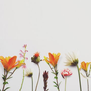 collection of wild flowers in white surfacespace for copy
