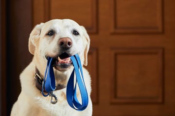 correas de calidad para perros