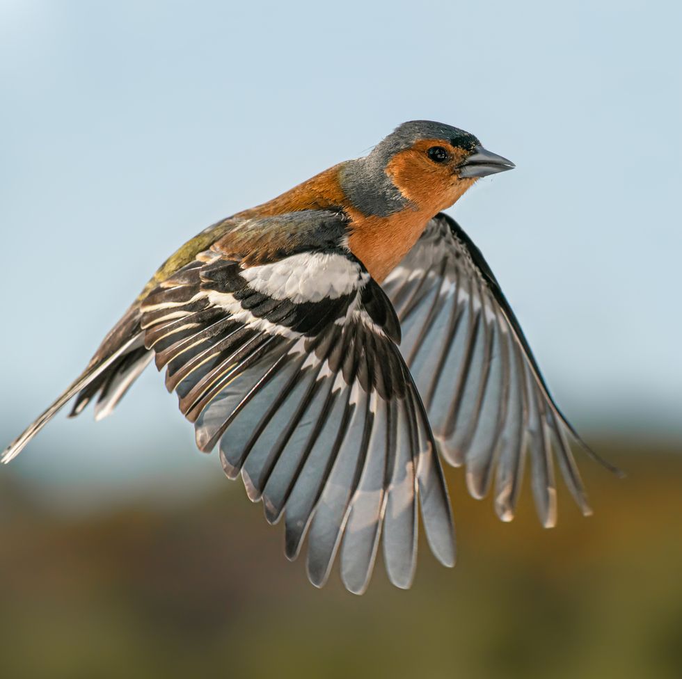 a chaffinch bird flying in the air