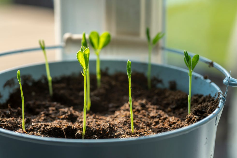 sweet peas gardening advice