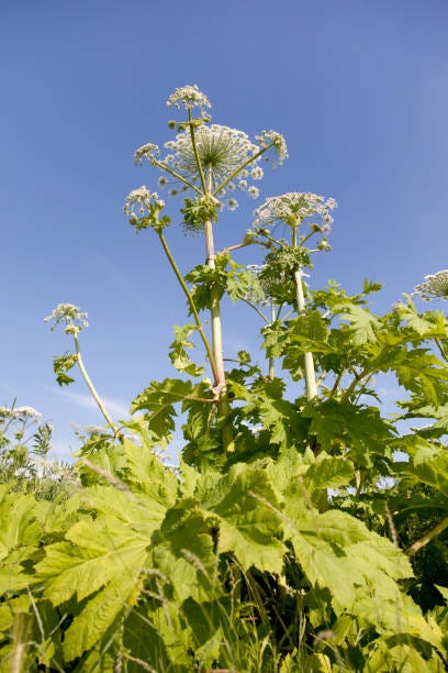 7 Poisonous and Dangerous Weeds That May Be In Your Yard