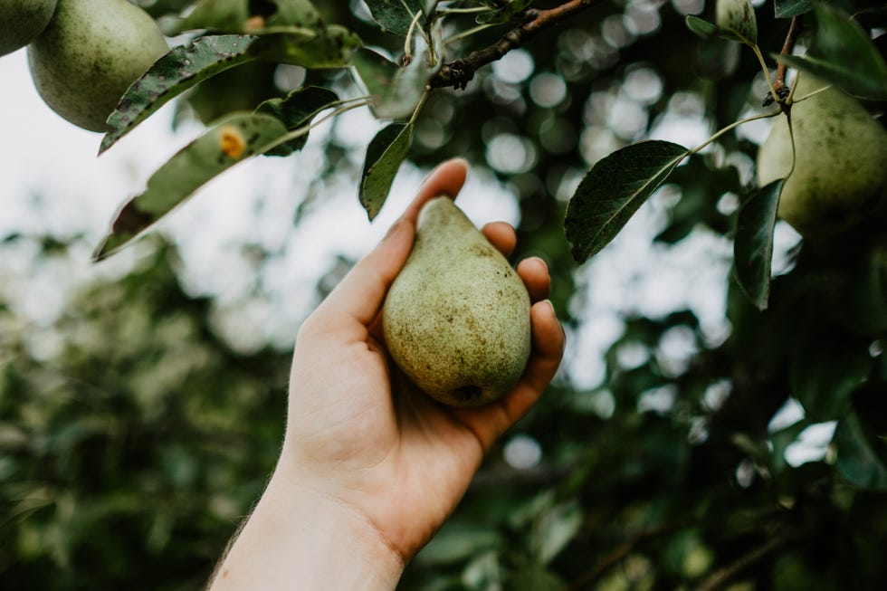 fresh pears growing on a tree