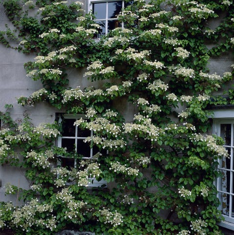 10 Best Flowering Vines and Vining Plants for Your Garden