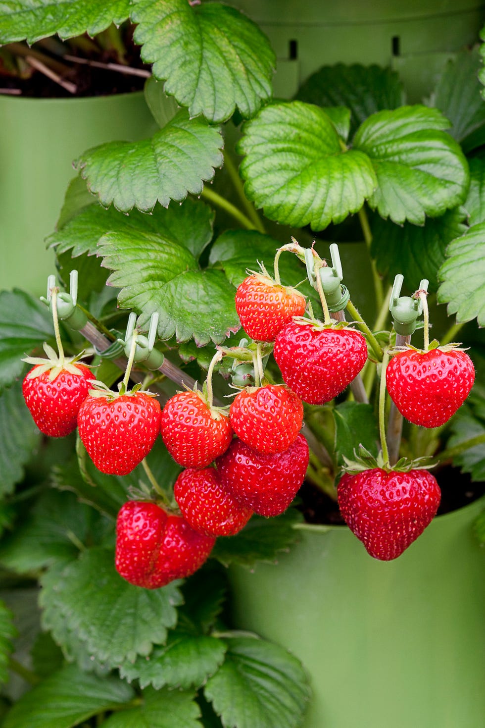 patio plants, close up of strawberries outdoors